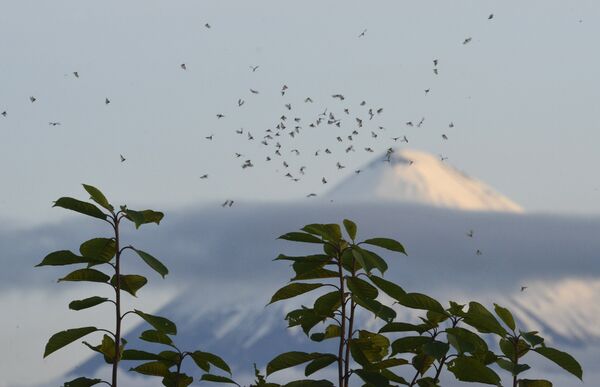 Volcán Kliuchevskói en la región rusa de Kamchatka Volcán Kliuchevskói en la región rusa de Kamchatka - Sputnik Mundo