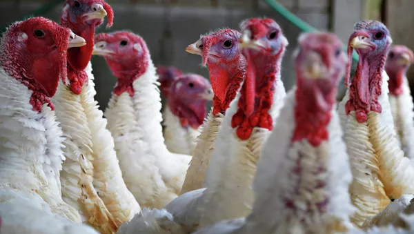 Turkeys look around their enclosure at Seven Acres Farm in North Reading, Massachusetts November 25, 2014 - Sputnik Mundo