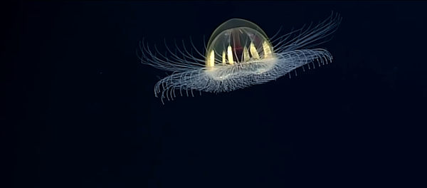 OSNI, Objeto Sumergible No Identificado - Sputnik Mundo