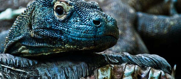 Dragón de Komodo - Sputnik Mundo