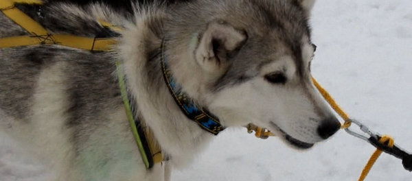 El lago Baikal acoge espectacular carrera de huskies en trineos - Sputnik Mundo
