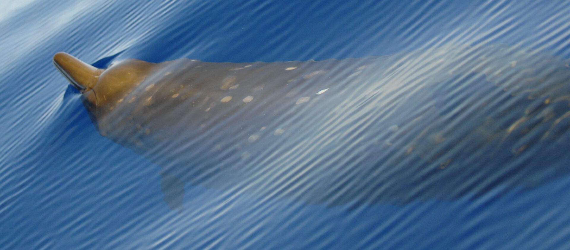 Un zifio de True (imagen referencial) - Sputnik Mundo, 1920, 10.12.2020