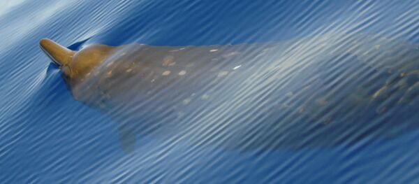 Un zifio de True (imagen referencial) - Sputnik Mundo