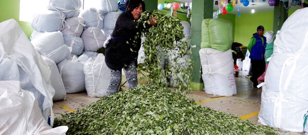Las hojas de coca en el mercado en La Paz - Sputnik Mundo