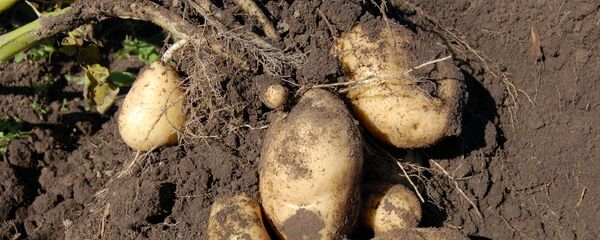 Papas - Sputnik Mundo