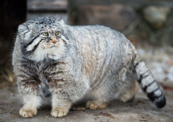 Las fotos más impactantes de la semana - Sputnik Mundo