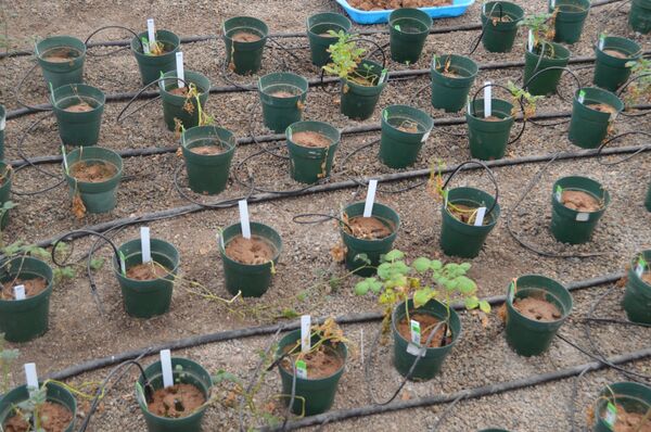 Los cultivos de papas Los cultivos de papas - Sputnik Mundo