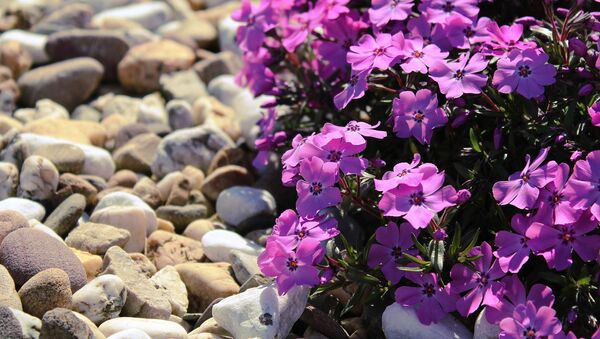 Flores (archivo) - Sputnik Mundo