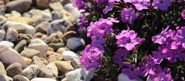 Flores (archivo) - Sputnik Mundo