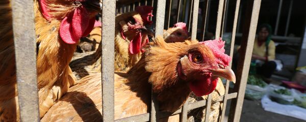 Gallinas - Sputnik Mundo