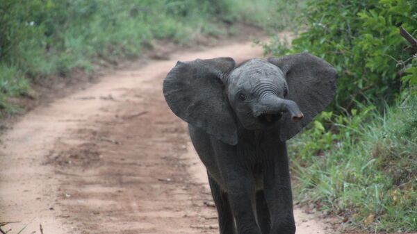 Elefante (imagen referencial) - Sputnik Mundo