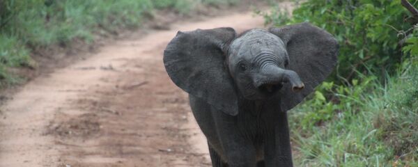 Elefante (imagen referencial) Elefante (imagen referencial) - Sputnik Mundo