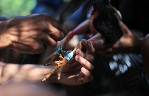 Las peleas de gallos en Cuba - Sputnik Mundo