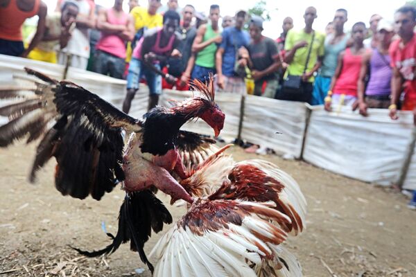 Las peleas de gallos en Cuba - Sputnik Mundo