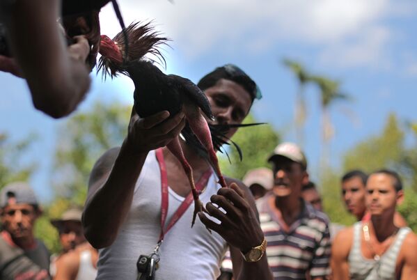 Las peleas de gallos en Cuba - Sputnik Mundo