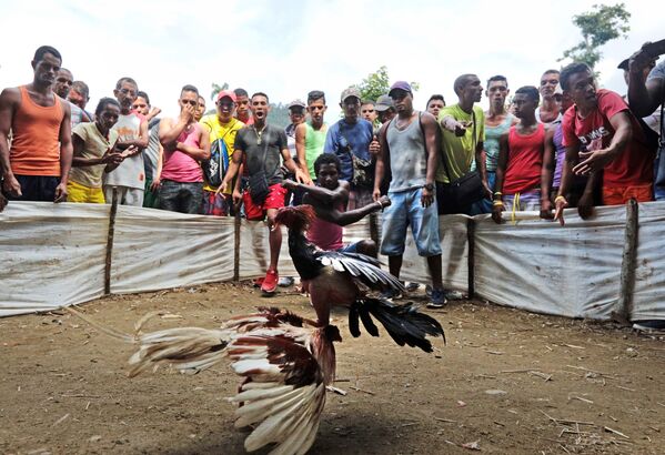 Las peleas de gallos en Cuba - Sputnik Mundo