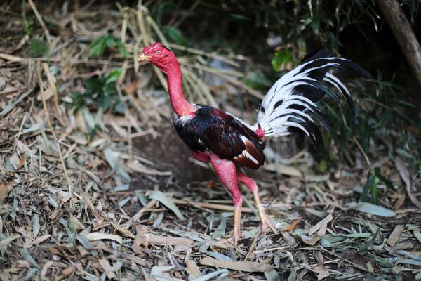 Las peleas de gallos en Cuba - Sputnik Mundo