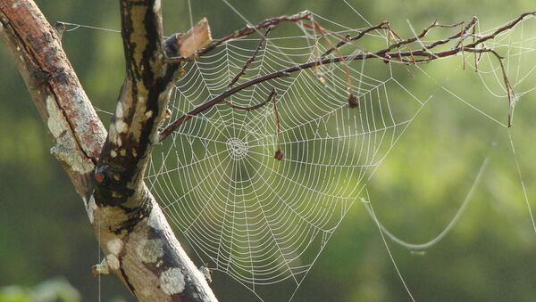 Una tela de araña - Sputnik Mundo