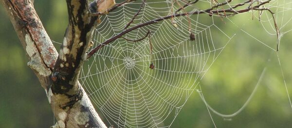 Una tela de araña - Sputnik Mundo