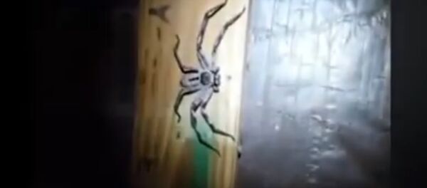 Una enorme araña - Sputnik Mundo