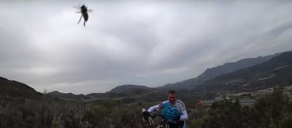 Captura de pantalla del momento en el que los ciclistas fueron atacados por abejas - Sputnik Mundo