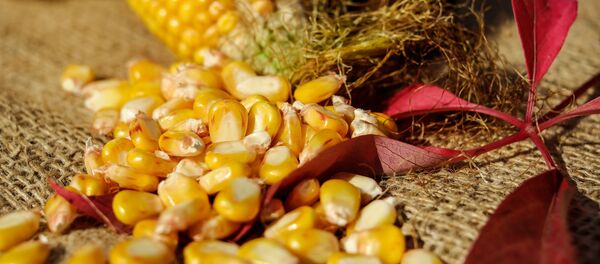 Granos de maíz - Sputnik Mundo