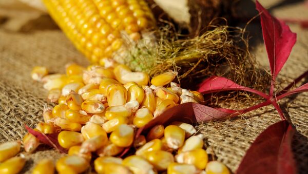 Granos de maíz - Sputnik Mundo