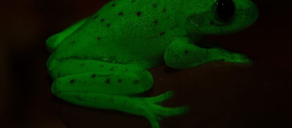 Ranas fluorescentes encontradas en América del Sur Ranas fluorescentes encontradas en América del Sur - Sputnik Mundo