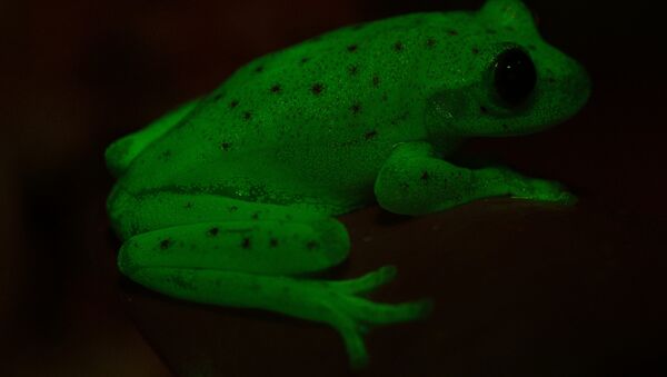 Ranas fluorescentes encontradas en América del Sur - Sputnik Mundo