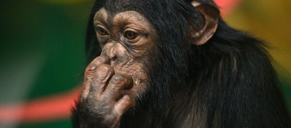 Chimpancé - Sputnik Mundo