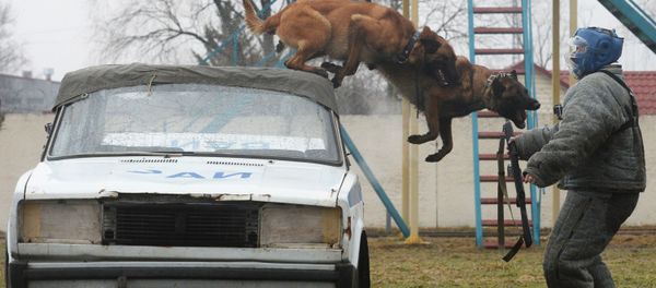 El exigente entrenamiento de los perros policía de la Guardia Nacional rusa El exigente entrenamiento de los perros policía de la Guardia Nacional rusa - Sputnik Mundo