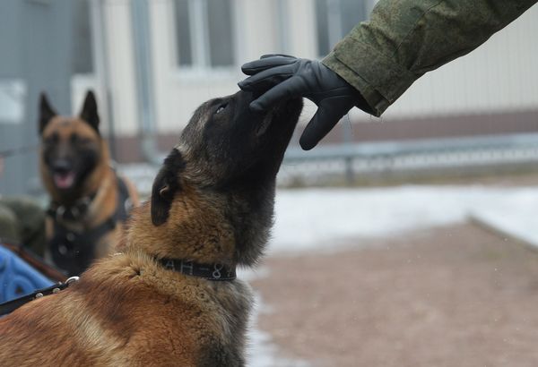 El exigente entrenamiento de los perros policía de la Guardia Nacional rusa - Sputnik Mundo