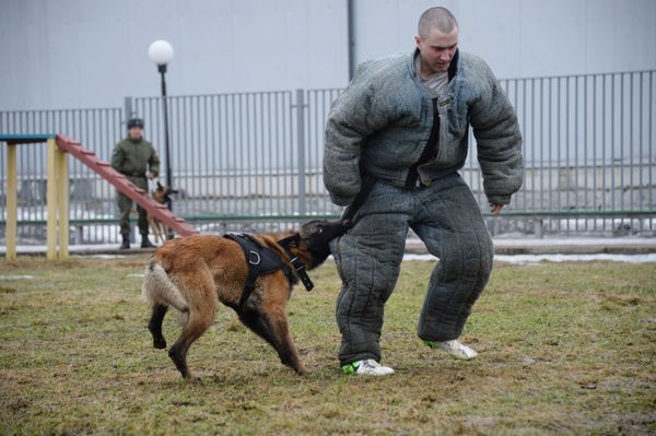 El exigente entrenamiento de los perros policía de la Guardia Nacional rusa - Sputnik Mundo
