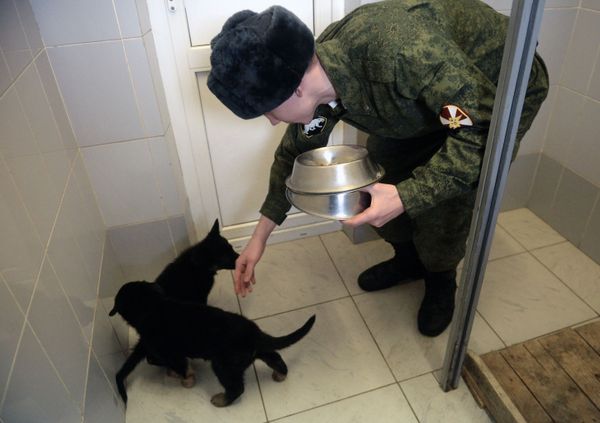 El exigente entrenamiento de los perros policía de la Guardia Nacional rusa - Sputnik Mundo