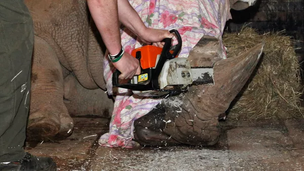 A rhino is dehorned by a zoo veterinary surgeon in its enclosure at Dvur Kralove Zoo