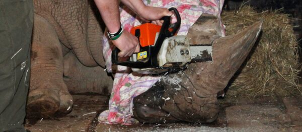 A rhino is dehorned by a zoo veterinary surgeon in its enclosure at Dvur Kralove Zoo - Sputnik Mundo