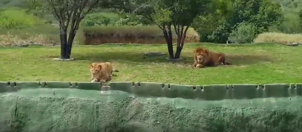 Una leona - Sputnik Mundo