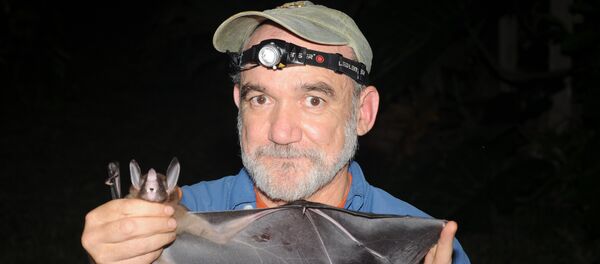 El doctor Rodrigo Medellín sostiene un murciélago - Sputnik Mundo