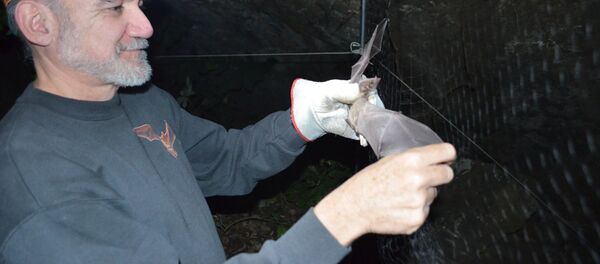 El doctor Rodrigo Medellín sostiene un murciélago - Sputnik Mundo