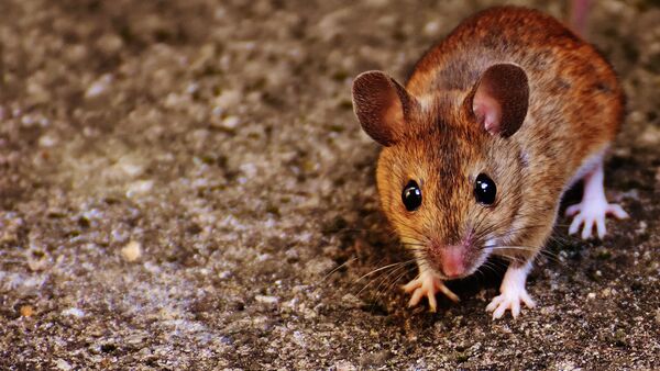 Ratón Ratón - Sputnik Mundo