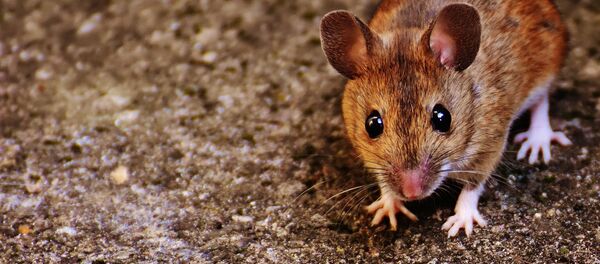 Ratón - Sputnik Mundo