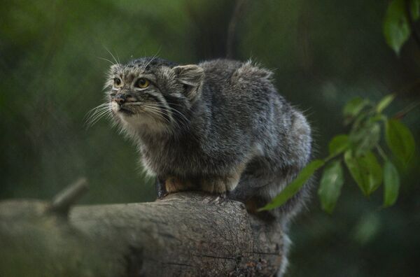 Manul - Sputnik Mundo