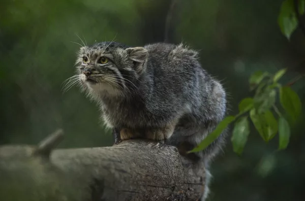 Manul Manul - Sputnik Mundo