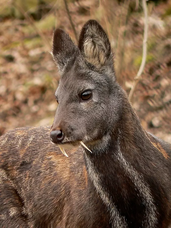Ciervo almizclero siberiano Ciervo almizclero siberiano - Sputnik Mundo