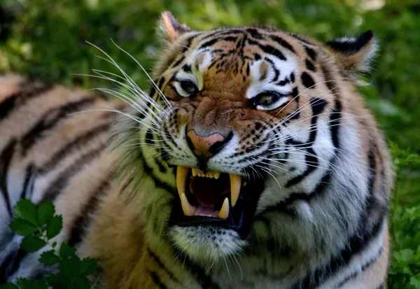 Tigre siberiano Tigre siberiano - Sputnik Mundo