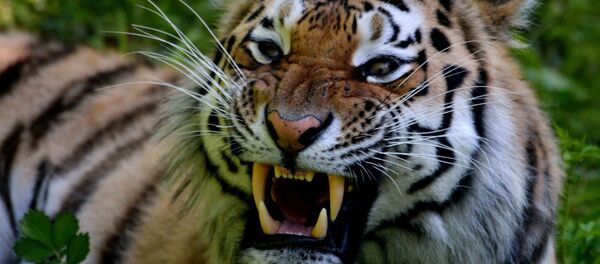 Tigre siberiano - Sputnik Mundo