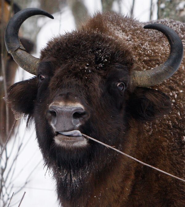 Bisonte europeo  - Sputnik Mundo