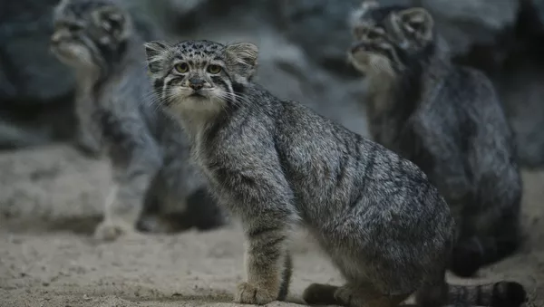 Manul - Sputnik Mundo