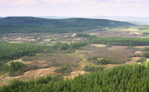La taiga en la región de Krasnoyarsk La taiga en la región de Krasnoyarsk - Sputnik Mundo