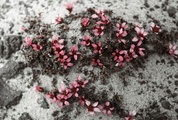 La Tierra de Francisco José: un viaje al fin del mundo - Sputnik Mundo